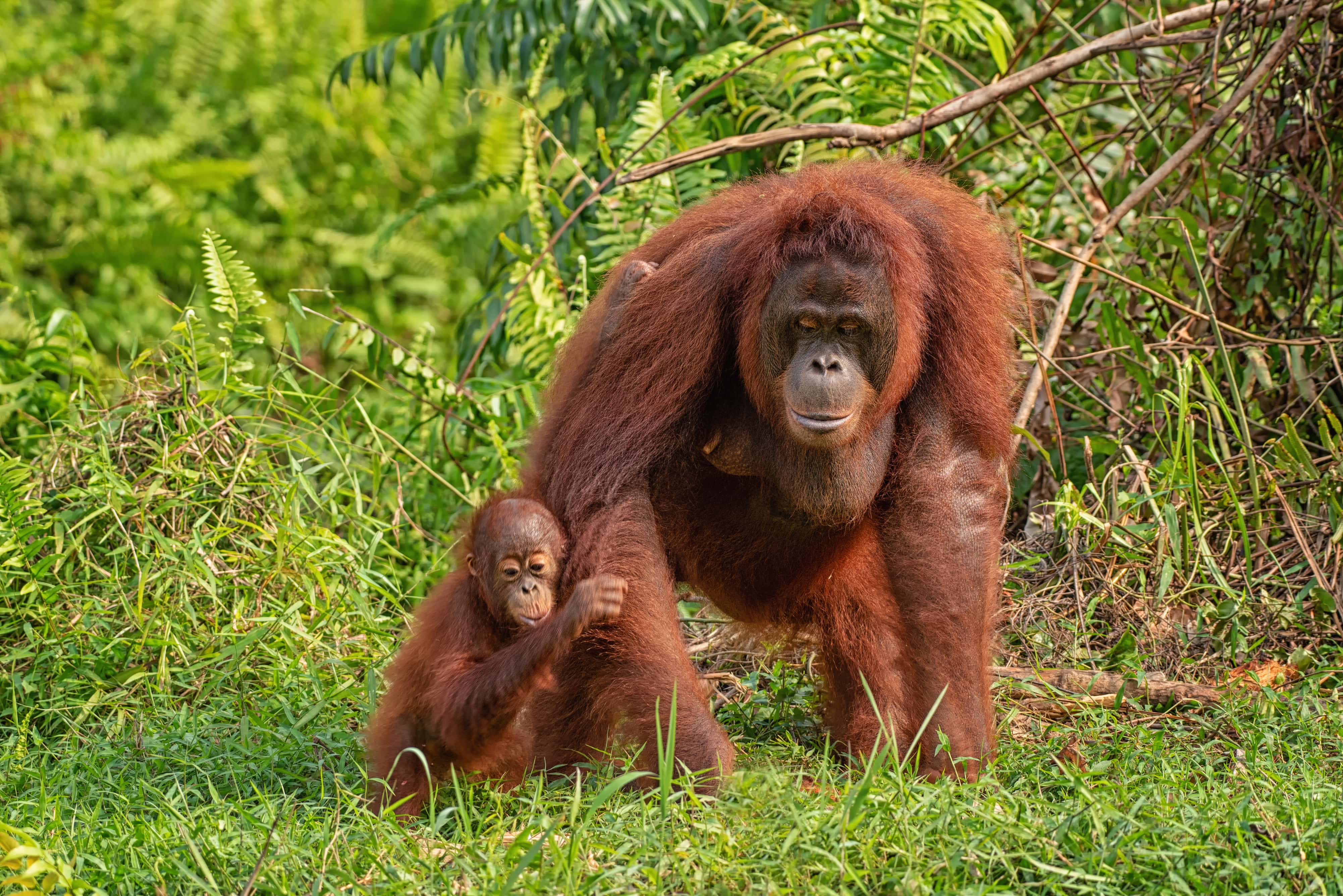 Parques naturales en Borneo - viaje de   en  Malasia
